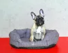 Petsy Bobík pamut kutyafekhely - barnás-szürke - 65 cm